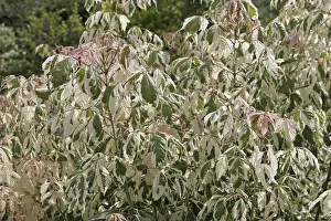Acer negundo Flamingo