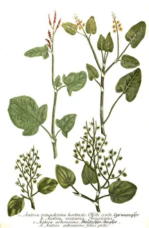 Acetosa rotundifolia hortensis