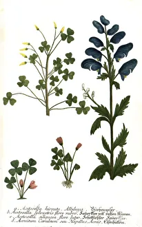 Acetosella hirsuta, Acetosella sylvestris flore rubro