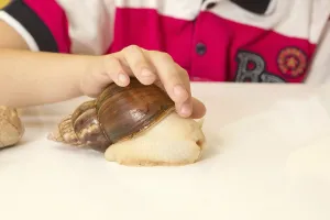 Achatina snail in hand at home, close up