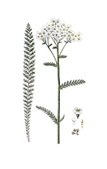 Achillea millefolium, common yarrow or common yarrow
