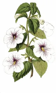 Achimenes Trevirania, Ambroise Verschaffelt, camellia, named after its discoverer Ambroise Colette Alexandre Verschaffelt, plant and flower, digitally reworked reproduction of an original from the 19th century