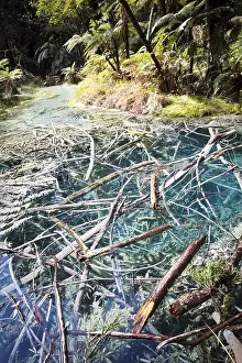 Acidic sulphur pools in the Redwoods forest park