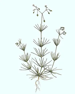 Acker-Spark, Spergula arvensis