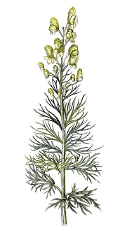 Aconitum anthora, poison aconite, digital reproduction of a historical original, between 1790 and 1810