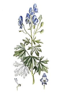 Aconitum cammarum, aconite, digital reproduction of a historical original