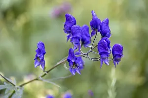Acontium or Wolfsbane (Aconitum napellus)