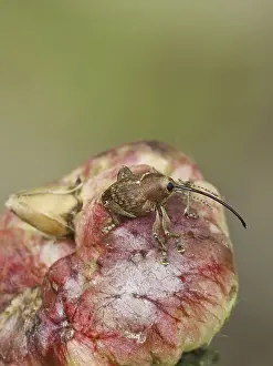 Acorn borer (Curculio venosus)