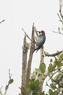 Acorn woodpecker, costarica