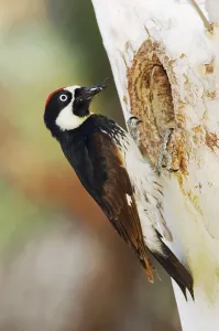 Acorn Woodpecker (Melanerpes formicivorus)
