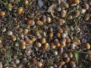 Framed Print : Acorns on the ground under an oak tree