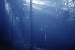 Acre atmosphere in the woods