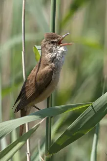 Acrocephalus arundinaceus, Brandenburg
