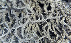 Framed Print : Acropora stony coral (Acropora pharaonis)