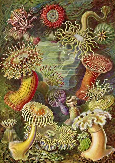 Actiniae, Sea Anemones, Art Forms of Nature