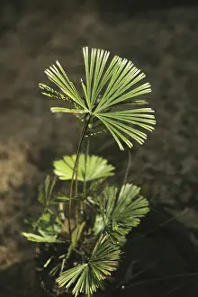 Actiniopteris radiata, india