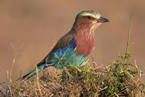 Active, aerobatic, africa, african