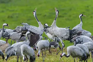 Active cranes communicating with each other