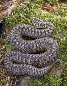 Adder, adder (Vipera berus), Other animals