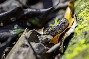 Adder (Colubridae), snake on the forest floor