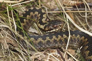 Adder, head shields, iris, pupil (Vipera berus)