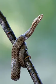 Adder, national park Berchtesgaden