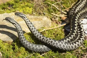 Adder two snakes with tongue sticking out in commentary fight lambent on moss lying entwined in front of stone left