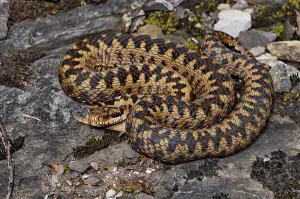 Adder (Vipera b. berus)