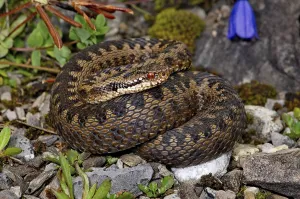 Adder (Vipera b. berus)
