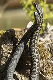 Adder (Vipera berus)
