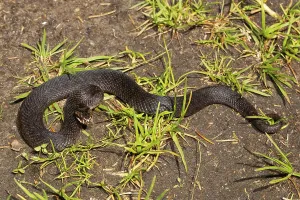 Adder (Vipera berus)