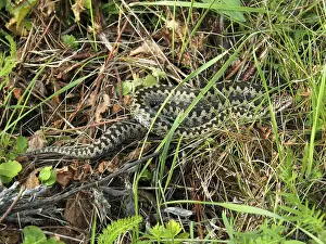 Adder (Vipera) berus