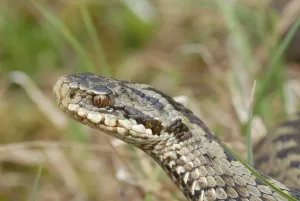 Adder (Vipera berus)