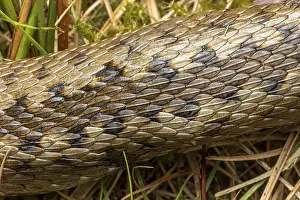 Adder (Vipera berus), close-up of skin sample