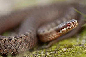 Adder (Vipera berus) in the dunes of the Danish North Sea coast