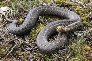 Adder (Vipera berus) in the moor
