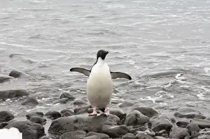 Adelie penguin (Pygoscelis adeliae)