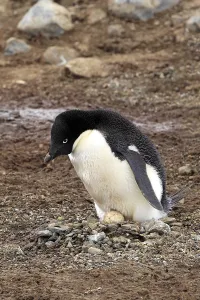 Adelie Penguin (Pygoscelis adeliae)