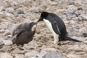 Adelie Penguins (Pygoscelis adeliae)