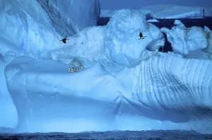 Adelie Penguins (Pygoscelis adeliae) on iceberg