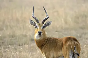 Adenota thomasi, Uganda kob (Kobus kob thomasi)