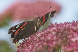 Admiral (Vanessa atalanta) seeks nectar in the flowers of the stonecrop (Hylotelephium)