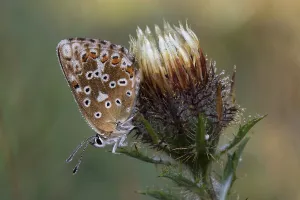 Adonis Blue butterfly (Lysandra bellargus)