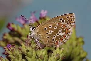 Adonis blue (Polyommatus bellargus)