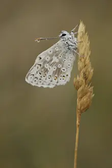 Adonis blue (Polyommatus bellargus) with water droplets on the antennae
