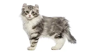 Adorable american curl kitten standing and looking forward on a white background