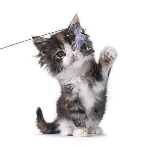 Adorable baby Maine Coon cat kitten