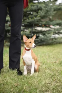 Framed Print : A adorable basenji puppy enjoy a fun outdoor walk with his owner
