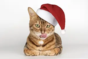 Adorable Bengal cat in Santa hat