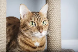 Adorable Bengal cat sitting on scratching post against modern home decor background